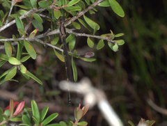 Austrolestes minjerriba