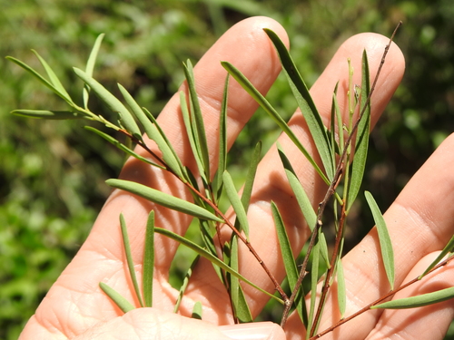 Image of Denhamia cunninghamii by (c) Greg Tasney, some rights reserved (CC BY-SA)