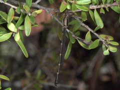 Austrolestes minjerriba