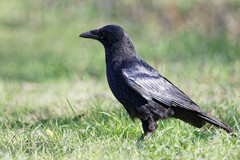 Corvus corone