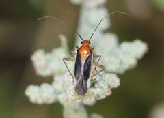 Ganocapsus filiformis