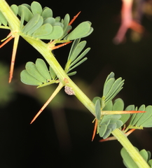 Castiarina rufipennis
