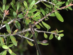 Austrolestes minjerriba