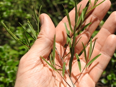 Denhamia cunninghamii