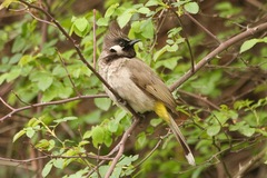 Pycnonotus leucogenys