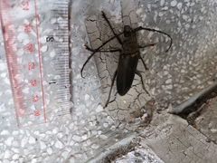 Nadezhdiella cantori