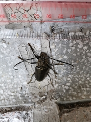 Nadezhdiella cantori