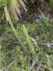 Harrisia aboriginum