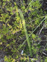 Harrisia aboriginum