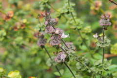 Ocimum basilicum