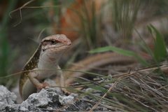 Gerrhosaurus nigrolineatus