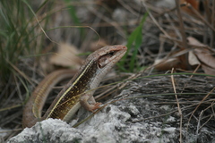 Gerrhosaurus nigrolineatus