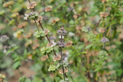 Ocimum basilicum