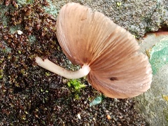 Mycena galericulata