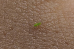 Ciriacreminae
