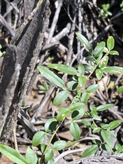Jasminum didymum racemosum