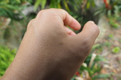 Ciriacreminae