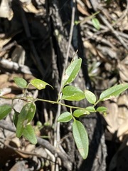 Jasminum didymum racemosum