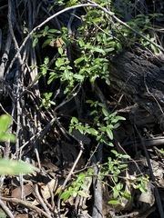 Jasminum didymum racemosum