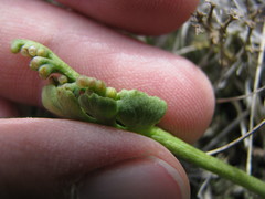 Botrychium spathulatum