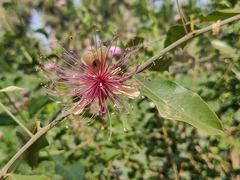 Capparis zeylanica