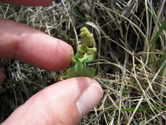 Botrychium spathulatum