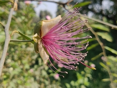Capparis zeylanica