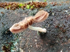 Mycena galericulata