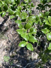 Psydrax odorata buxifolia