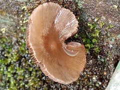 Mycena galericulata