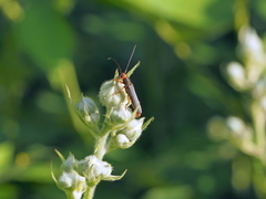 Oberea erythrocephala
