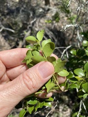 Psydrax odorata buxifolia