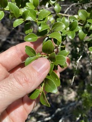 Psydrax odorata buxifolia