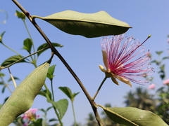 Capparis zeylanica