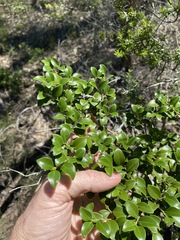 Psydrax odorata buxifolia