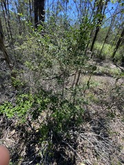 Psydrax odorata buxifolia