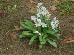 Scilla mischtschenkoana