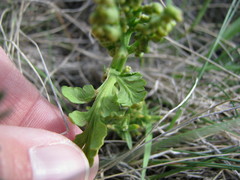 Botrychium hesperium