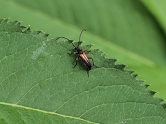 Stenurella jaegeri
