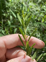 Denhamia cunninghamii