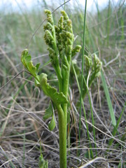 Botrychium hesperium