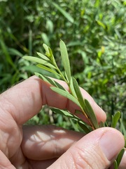 Denhamia cunninghamii