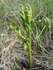 Botrychium hesperium