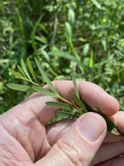 Denhamia cunninghamii