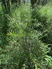 Denhamia cunninghamii