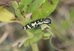 Acmaeodera solitaria