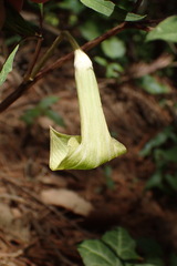 Arisaema angustatum