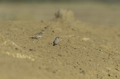 Bucanetes githagineus