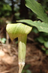 Arisaema angustatum