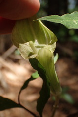Arisaema angustatum